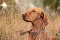 Hundshooting-dog-3600326-Web